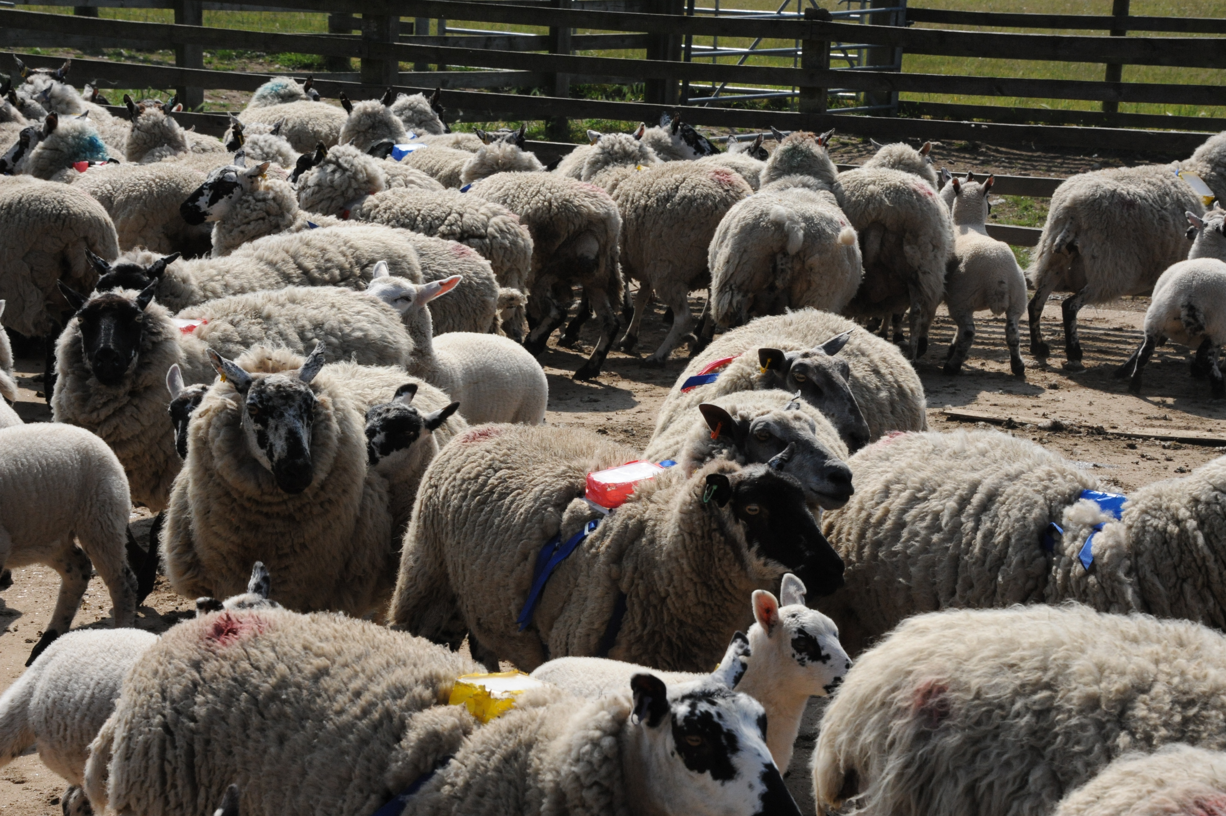 Sheepdog herding cheap